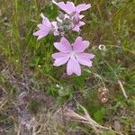 Malva tournefortiana Flor