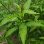 Persicaria minor Blatt