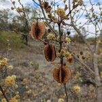 Combretum hereroense Frukt