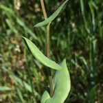 Lepidium perfoliatum Folha