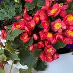 Begonia evansiana Kukka