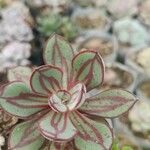 Echeveria nodulosa Ліст