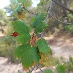 Acer granatense Blatt