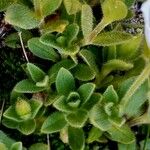 Cerastium uniflorum Leaf