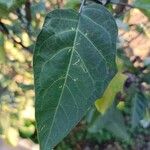 Datura metel Blad