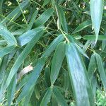 Phyllostachys viridis 葉