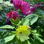 Hibiscus palustris Other