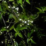 Chiococca alba 形態