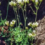 Saxifraga cespitosa 花