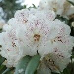 Rhododendron irroratum Цвят