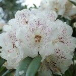 Rhododendron irroratum 花