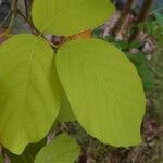 Dendrolobium umbellatum Leaf