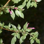 Fuchsia microphylla Цвят