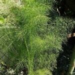 Ferula communis 形态