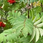 Sorbus americana Blatt