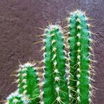 Acanthocereus tetragonus Folha