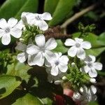 Plumbago zeylanica Flower
