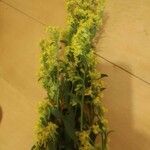 Solidago virgaureaЦветок