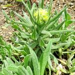 Helichrysum arenarium Blomst