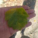 Karpatiosorbus latifolia Leaf