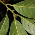 Persea silvatica 叶