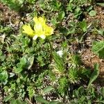 Draba aizoides Other
