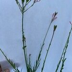 Oenothera suffrutescens List