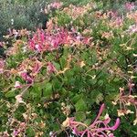 Lonicera etrusca Flower