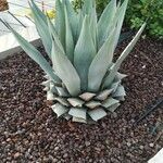 Agave havardiana 叶