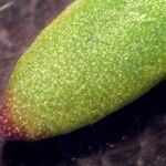 Iberis procumbens Likasa