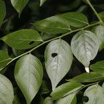 Phyllanthus acuminatus Fruit