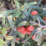 Pyracantha koidzumii Frucht