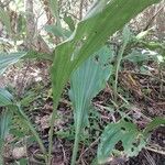 Calanthe madagascariensis Hoja