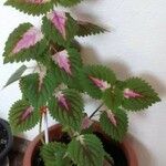 Coleus scutellarioides Elinympäristö