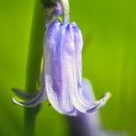 Hyacinthoides non-scripta 花