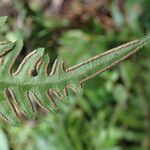 Pteris hamulosa Leaf