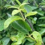 Solanum bonariense Leaf