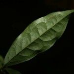 Eugenia patrisii Leaf