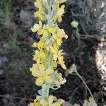 Verbascum lychnitis Цвят