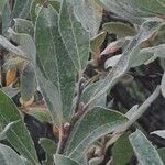 Salix helvetica Leaf