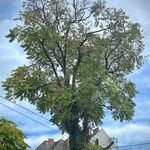 Ailanthus altissima Dalc'h