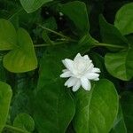 Jasminum sambac Blüte