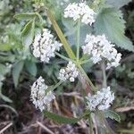 Helosciadium nodiflorumFlower