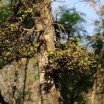 Ficus sur Hábito