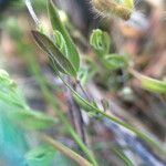 Moehringia lateriflora Habitus