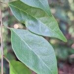 Hymenocardia ulmoides Hoja