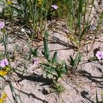 Gypsophila vaccaria Habit