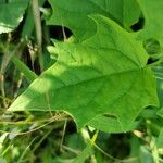 Chenopodiastrum hybridum Leaf