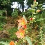 Sphaeralcea incana Flower