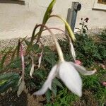 Gladiolus murielae പുഷ്പം